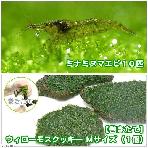 （エビ）（水草）巻きたて　ウィローモス　スライス溶岩石　Ｍサイズ（水中葉）（無農薬）（１個）＋ミナミ...