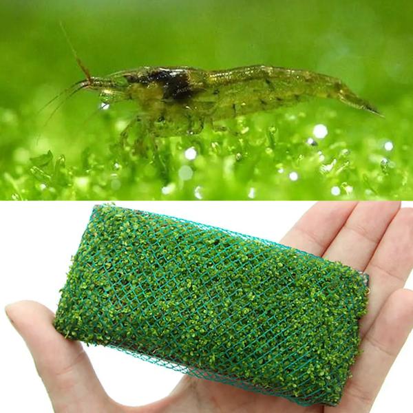 （エビ）（水草）ミナミヌマエビ（１０匹）＋キューバパールグラス　プレート（水上葉）（無農薬）（１枚）