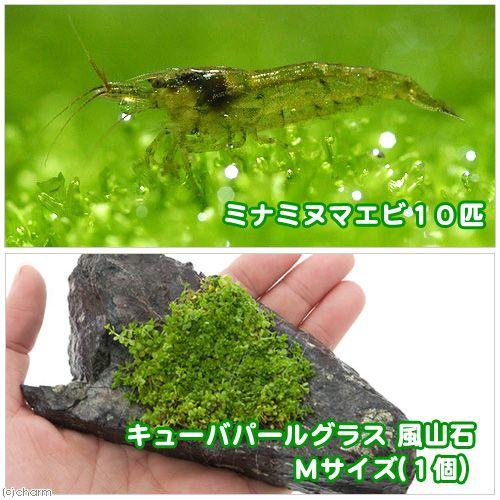 （エビ）（水草）ミナミヌマエビ（１０匹）＋キューバパールグラス　風山石　Ｍサイズ（約１４ｃｍ）（無農...