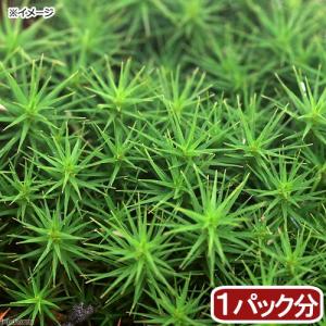 （観葉植物）苔　スギゴケ　１パック分