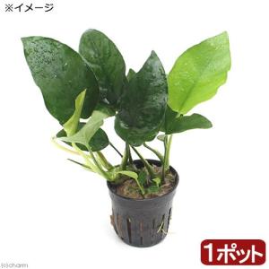 チャーム（charm） （水草）ホシクサsp．クチ（水中葉）（無農薬