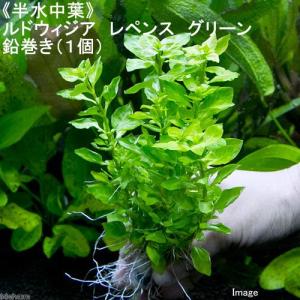 水草 ルドウィジア インクリナータ キューバ 水上葉 無農薬 ３本 チャーム Charm Paypayモール店 通販 Paypayモール