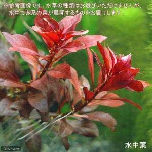 (水草)ライフマルチ(茶)おまかせ赤系水草 3...の詳細画像1