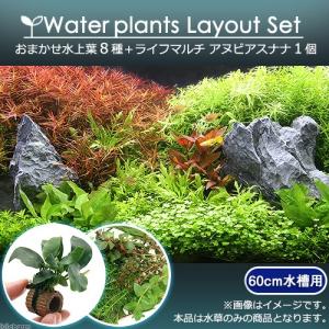 MSRW-6822 スリムウッドレイアウトセット　60cm水槽用　アクアリウム チャーム（charm） （水草）おまかせ水上葉 レイアウトセット 60cm