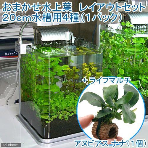 （水草）おまかせ水上葉　レイアウトセット　２０ｃｍ水槽用　４種　１パック　＋ライフマルチ（茶）アヌビ...
