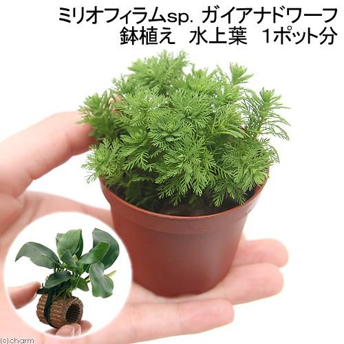 （水草）鉢植え　ミリオフィラムｓｐ．（ガイアナドワーフ）（水上葉）（１ポット分）＋ライフマルチ（茶）...