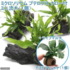 チャーム（charm） （水草）アヌビアスナナ＆ミクロソリウム
