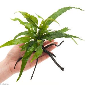 大株　アヌビアスナナ・ミニ　流木活着 水草）☆活着済☆ アヌビアスナナ プチ付き流木 ミニサイズ