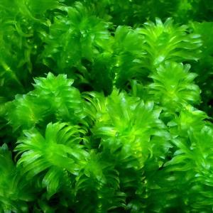 （水草）メダカ・金魚藻　国産　無農薬アナカリス（４０本）｜chanet