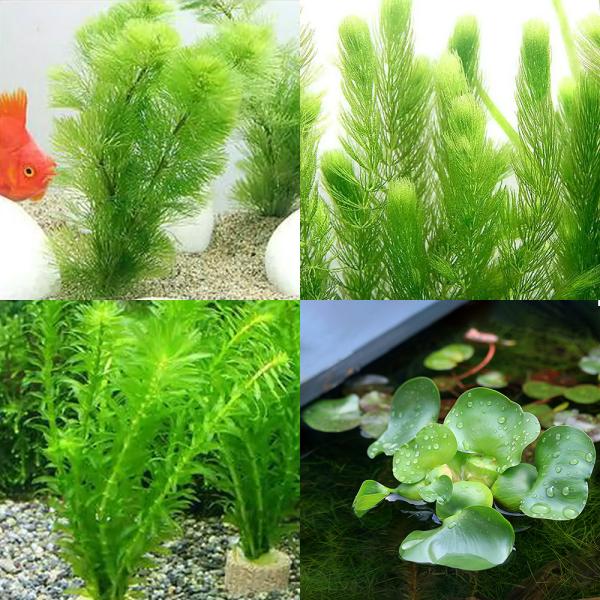 （水草）ライフマルチ（茶）メダカ・金魚藻セット（１セット）＋ホテイ草（１株）＋マツモ（３本）