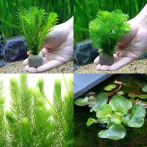 （水草）ゼオライトリング（グレー）メダカ・金魚藻セット（１セット）＋ホテイ草（１株）＋マツモ（３本）｜chanet