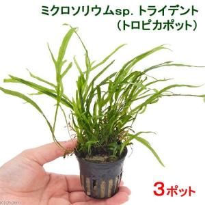 チャーム（charm） （水草）ミクロソリウムsp．トライデント付き流木