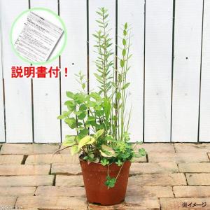 （ビオトープ）水辺植物　インスタントビオトープ（寄せ植え）（１鉢）説明書付｜chanet