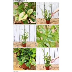 (ビオトープ)水生植物 メダカの隠れ家 置くだ...の詳細画像2