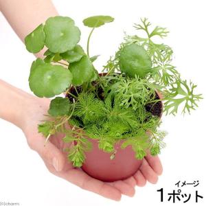 (ビオトープ)水生植物 メダカの鉢にも入れられ...の詳細画像1