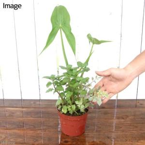 (ビオトープ)水生植物 メダカの鉢にも入れられ...の詳細画像2