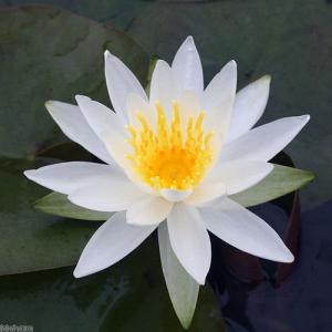 (ビオトープ)睡蓮 温帯性睡蓮(スイレン) 白(...の商品画像