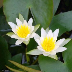 (ビオトープ)睡蓮 姫睡蓮(ヒメスイレン) 白...の詳細画像1