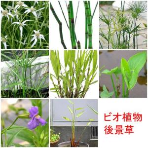 (ビオトープ)水辺植物 おまかせ後景草(3ポット...の商品画像