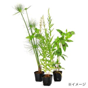 (ビオトープ)水生植物 おまかせ後景草(3ポッ...の詳細画像1