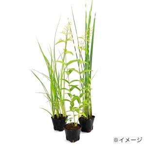 (ビオトープ)水生植物 おまかせ後景草(3ポッ...の詳細画像2