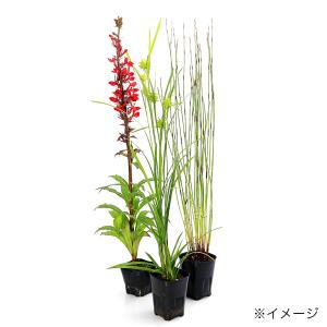 (ビオトープ)水生植物 おまかせ後景草(3ポッ...の詳細画像3