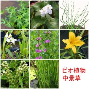 （ビオトープ）水辺植物　おまかせ中景草（３ポットセット）
