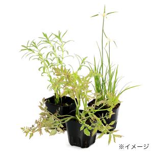 (ビオトープ)水生植物 おまかせ中景草(3ポッ...の詳細画像2