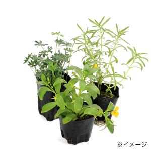 (ビオトープ)水生植物 おまかせ中景草(3ポッ...の詳細画像3