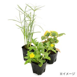 (ビオトープ)水生植物 おまかせ中景草(5ポッ...の詳細画像1