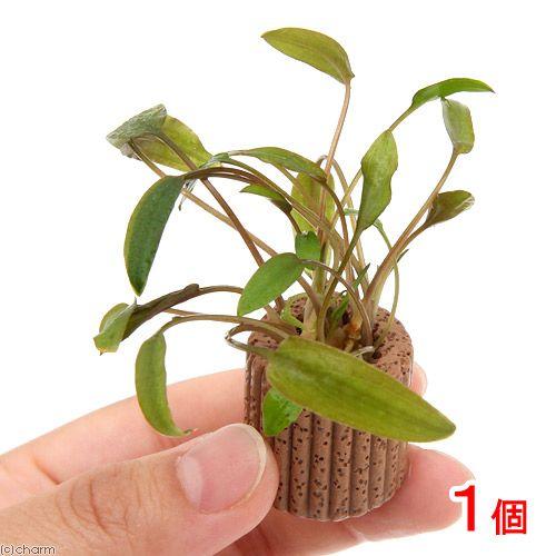 （水草）ライフマルチ（茶）クリプトコリネ　ウェンティー　ミオヤ（１個）