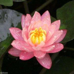 （ビオトープ）睡蓮　温帯性睡蓮（スイレン）（桃）　ワンビサ　ＷａｎｖｉＳａ　（１ポット）（休眠状態）