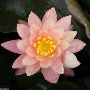 (ビオトープ)睡蓮 温帯性睡蓮(スイレン)(桃...の詳細画像1