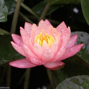 (ビオトープ)睡蓮 温帯性睡蓮(スイレン)(桃...の詳細画像3