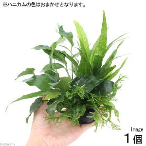 チャーム（charm） （水草）巻きたて ボルビティス ヒュディロティ