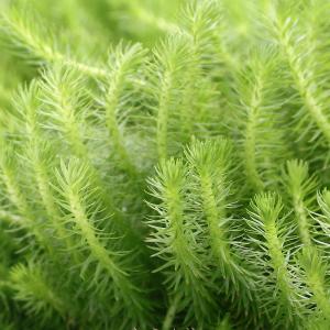 水草）ポゴステモン ステラータ ベリークリーク （水上葉）（無農薬
