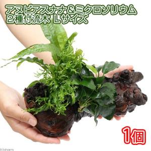 チャーム（charm） （水草）ミクロソリウム プテロプス ソードリーフ付