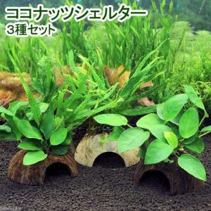 （水草）ココナッツシェルター　３種セット（水上葉）（１セット）｜chanet