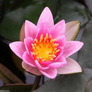 (ビオトープ)睡蓮 姫睡蓮(ヒメスイレン)(桃...の詳細画像1