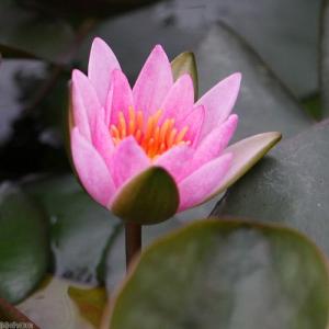 (ビオトープ)睡蓮 姫睡蓮(ヒメスイレン)(桃...の詳細画像2