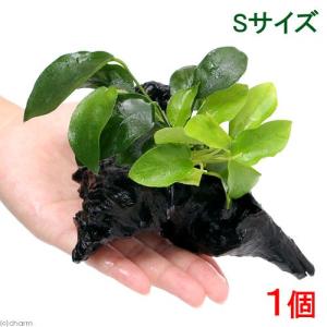 （水草）アヌビアスナナ＆ゴールデン　流木付　Ｓサイズ（水上葉）（１本）（約１５ｃｍ）｜chanet