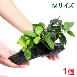 チャーム（charm） （水草）大型アヌビアス 2種 流木付 Lサイズ（1