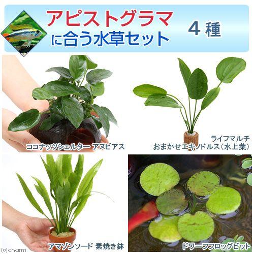 （水草）アピストグラマに合う水草セット　４種（水中葉）（１パック）（説明書付）