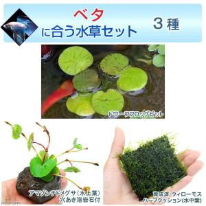 水草 ブセファランドラ ティア POT入り ポット入り 活着 陰性 : 有限