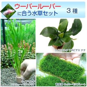 チャーム（charm） （水草）ホシクサsp．クチ（水中葉）（無農薬
