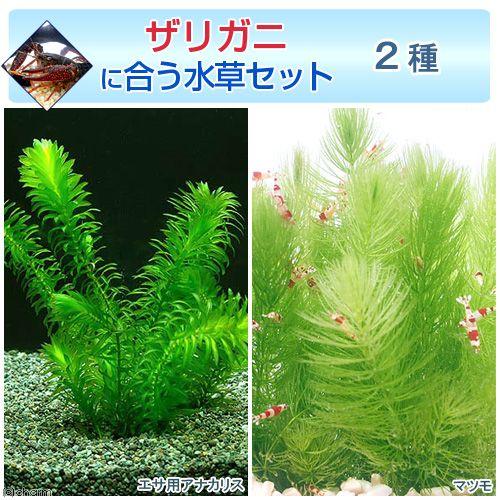 （水草）ザリガニに合う水草セット　２種（無農薬）（１セット）ザリガニ