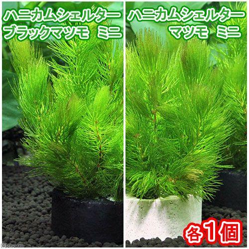 （水草）ハニカムシェルター　マツモ　ミニ　白黒セット（無農薬）（各１個）