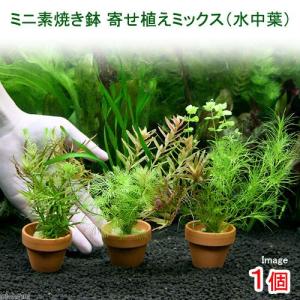 チャーム（charm） （水草）ホシクサsp．クチ（水中葉）（無農薬