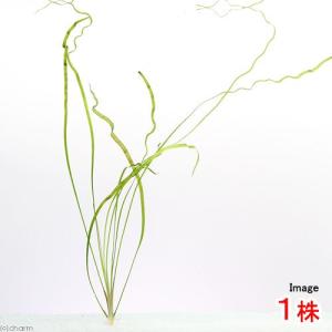 【超希少】 ホシクサ・クチホワイト 中株（3〜5株）　おまけ付き　スネールなし m10855947208_1.jpg?1779758063