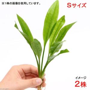 （水草）Ｓサイズ　国産　無農薬　アマゾンソード（草丈１５〜２０ｃｍ前後）（２株）　北海道航空便要保温